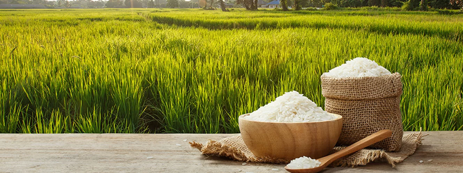 rice-banner